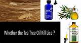 Tea Tree Oil Spray For Lice On Furniture Images