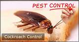 Does Termite Fumigation Kill Roaches Pictures