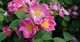 Prairie Rose Flower Pictures