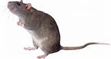 Rat Or Mouse