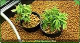 Marijuana Growing Medium
