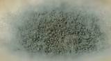 Does Wet Carpet Cause Mold Images