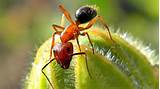 Carpenter Ants Florida Images