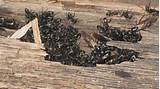 Photos of Termite Vs Carpenter Ant Damage