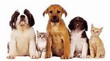 Pets At Home Pet Insurance Pictures