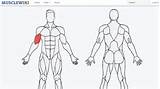 Muscle Specific Exercises