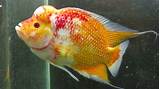 Pictures of Fish Orange