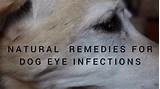 Dog Eye Medication Infection Photos