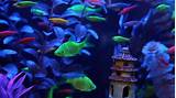 Fluorescent Fish Light Pictures