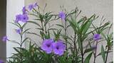 Tall Weed With Purple Flower Photos