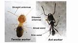 Photos of Ant Termite Identification