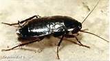 New Cockroach Species Photos