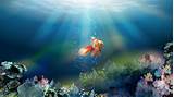 Pictures of Fish Video Download Free
