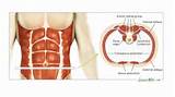 Pictures of Core Muscles Pdf