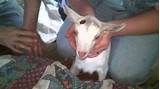 Images of Dehorning Paste For Goats