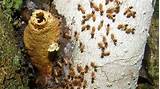 Images of Garden Termites