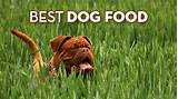 What Is The Best Quality Dog Food On The Market