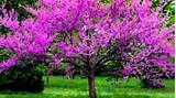 Magnolia Tree With Pink Flowers Photos