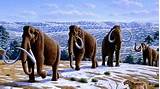 Photos of Ice Age Animals Facts