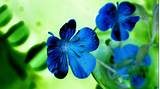 Images of Beautiful Blue Flowers