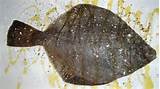 Pictures of How To Bake Flounder Fish