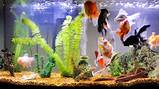 How Many Fish In A 10 Gallon Tank Images