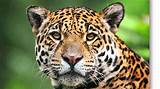 Images of Jaguar Amazon Rainforest