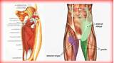 Inguinal Hernia Muscle Strengthening Images