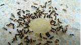 Home Remedies For Little Black Ants Photos
