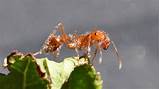 Pictures of Fire Ants Where Do They Live