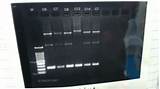 Genomic Pcr Troubleshooting Images