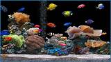 Images of Free Fish Tank Screensaver Download Windows Xp