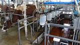 Pictures of Equipment For Dairy Farm