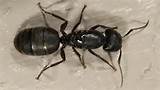 Images of Queen Carpenter Ant