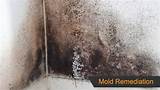 Pictures of Mold Mitigation Services