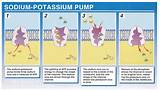 Pictures of Potassium Sodium Pump