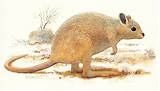 Images of Desert Rat