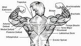 Muscle Exercises Chart Pictures