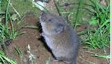 Photos of Vole Rodent Control