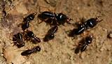 Termites Look Like Ants With Wings Images