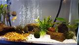 Photos of Brown Algae Freshwater Fish Tank