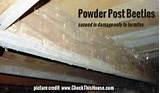 Pictures of Termite Powder Treatment