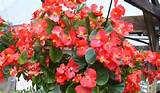 Images of Hanging Begonia Flowers