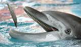 Pictures of What Fish Do Bottlenose Dolphins Eat