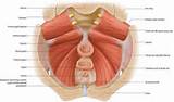 Structure Of Pelvic Floor Muscles Images