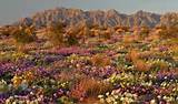Images of Desert Flowers Pictures