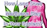 How Long Does Marijuana Stay In The Body Images