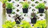 Photos of Best Plants For Full Sun Vertical Garden