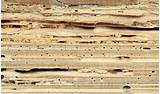 Termite On Wood