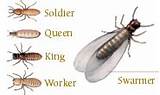 Termite Protection Types Images